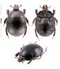 Margarinotus carbonarius carbonarius